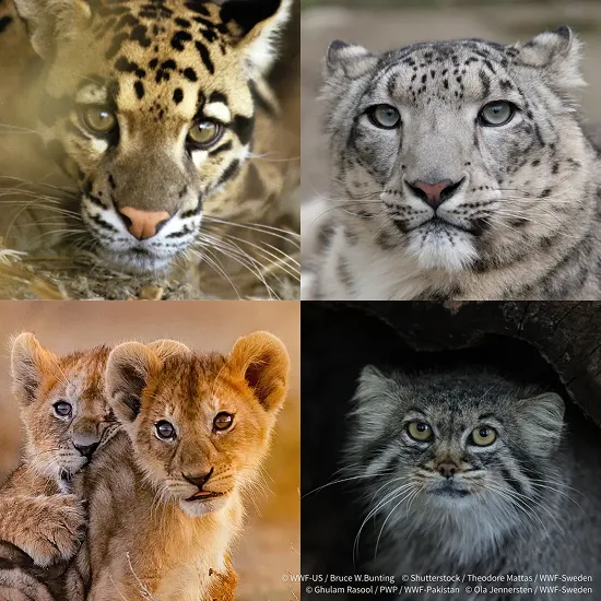 WILD CATS その瞳に映る危機