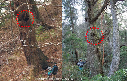 冬眠穴を探せ 四国ツキノワグマ追跡調査 続報 Wwfジャパン