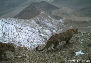 よみがえれ、アジアのヒョウたち ｜WWFジャパン