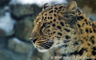 極東ロシアでアムールヒョウの個体数増加を確認 Wwfジャパン