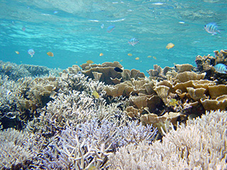 白保サンゴ礁地区保全利用協定を沖縄県知事が認定 Wwfジャパン
