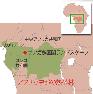 中央アフリカ共和国ザンガ サンガ保護地域でゴリラの双子が誕生 Wwfジャパン