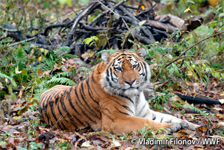 動画あり 都市に現れたトラがリハビリを経て自然の森へ Wwfジャパン