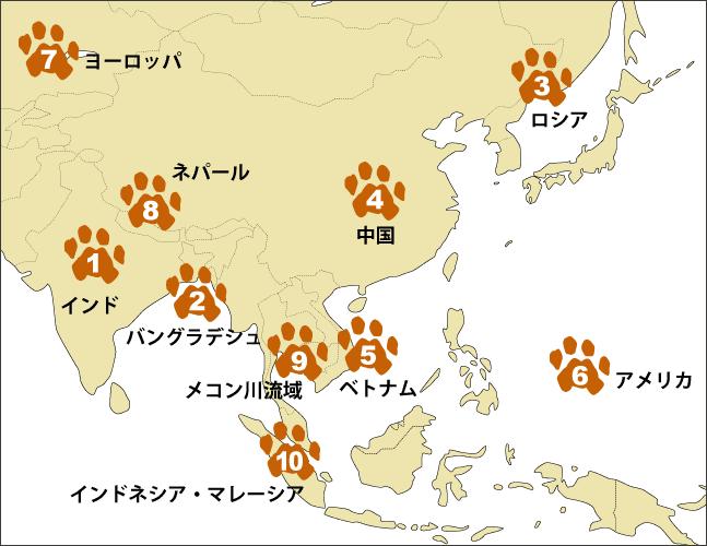 これを読めばトラ博士 絶滅危惧種トラの生態や亜種数は Wwfジャパン