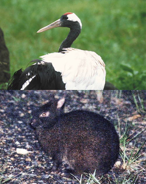 タンチョウとアマミノクロウサギ