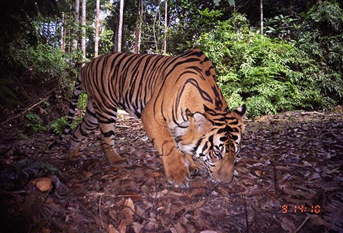 トラの生きるスマトラ島の熱帯林保全に、協力して取り組むWWFインドネシアとWWFジャパンのスタッフたち