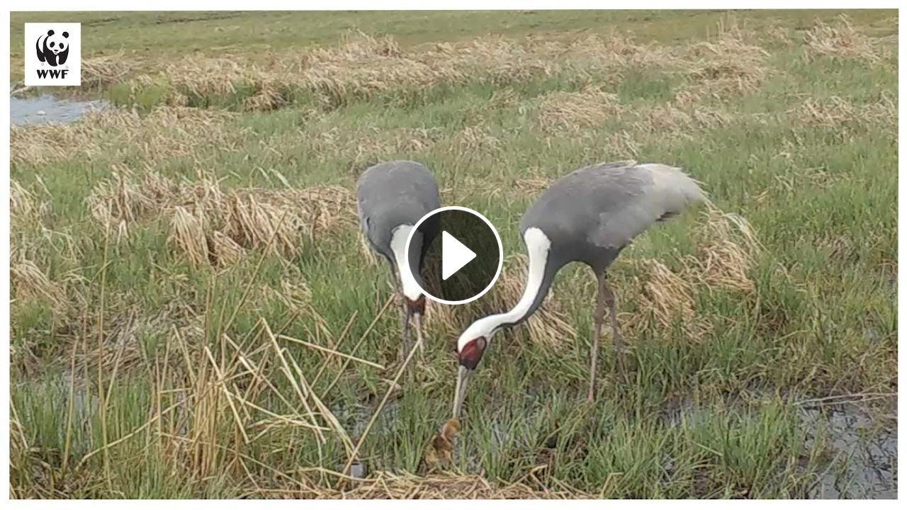 絶滅の危機にあるマナヅルを守ろう