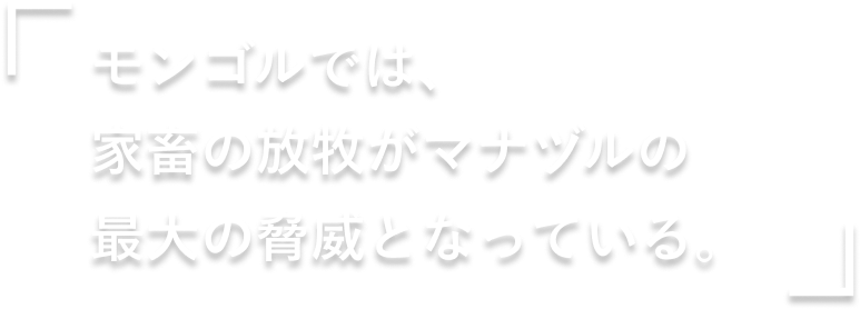 モンゴルでは、
                          家畜の放牧がマナヅルの
                          最大の脅威となっている。