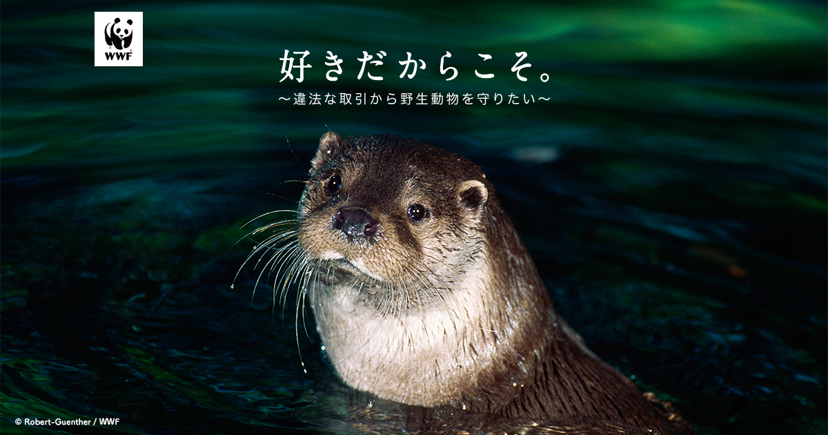 寄付のお願い 動物たちを密猟や違法取引から守るために ぜひご支援ください Wwfジャパン