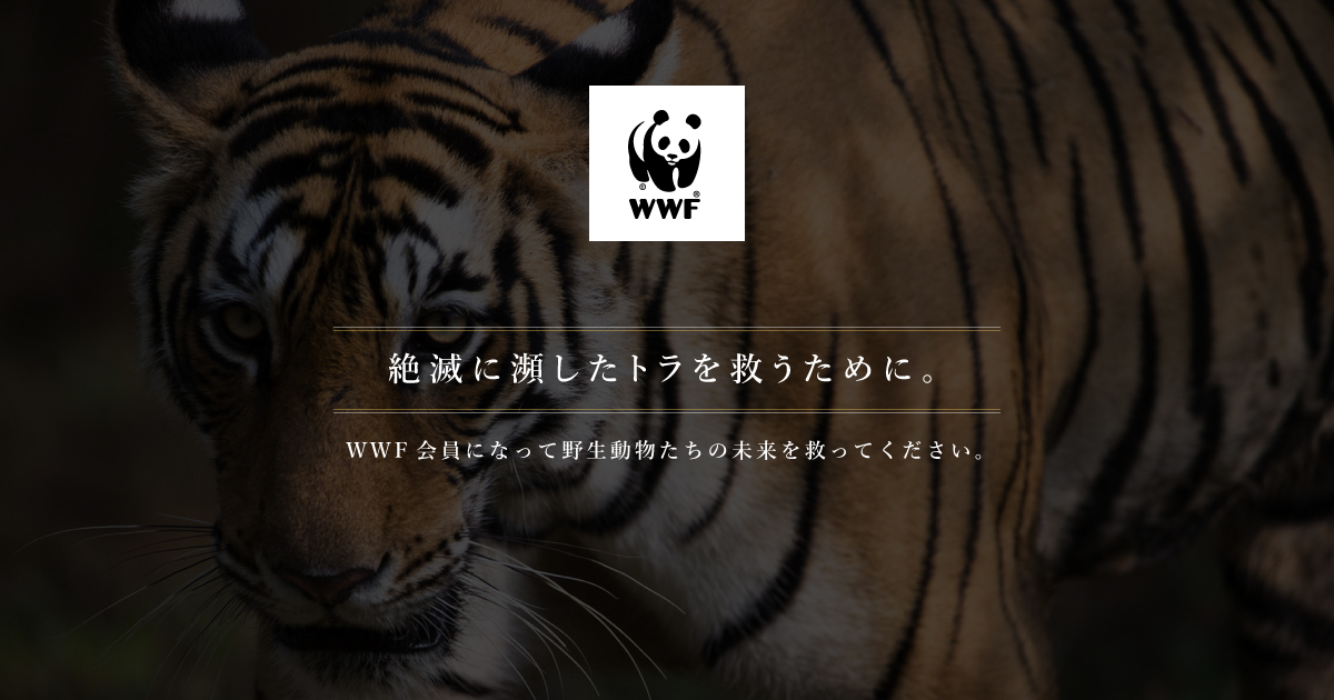 残りおよそ3 000頭 絶滅に瀕しているトラを救うために Wwfジャパン