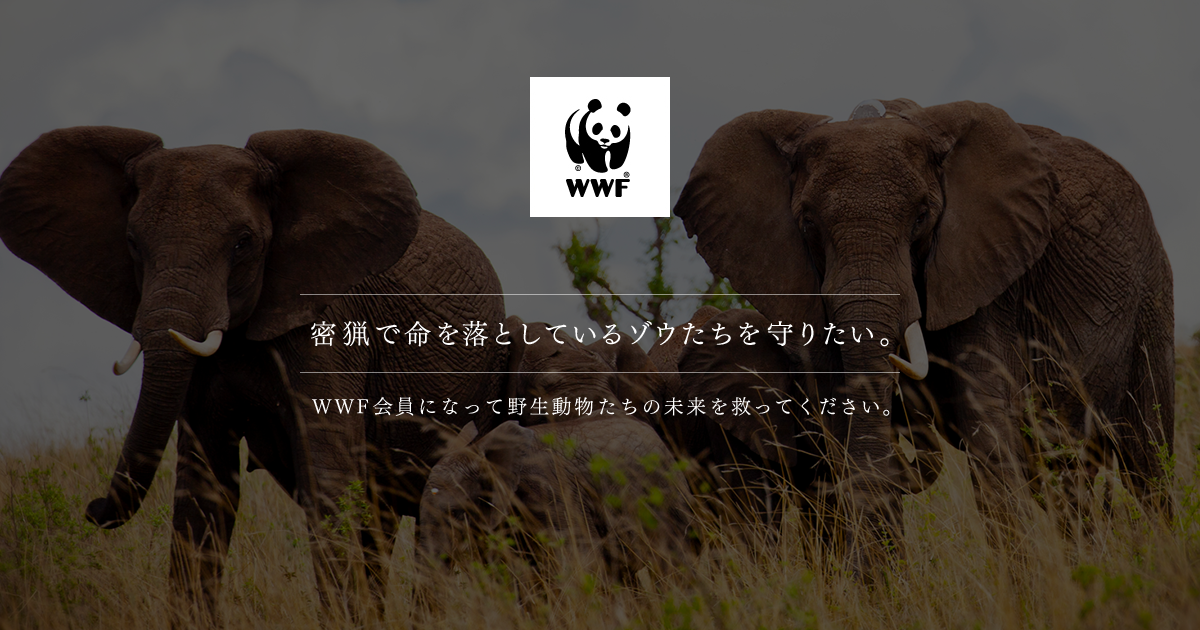 年間 000頭以上 密猟で命を落としているゾウたちを守りたい Wwfジャパン