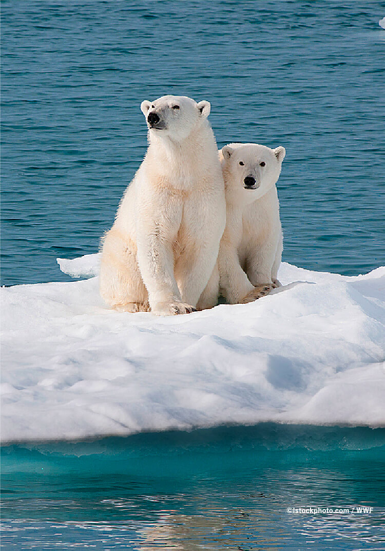 © lstockphoto.com / WWF