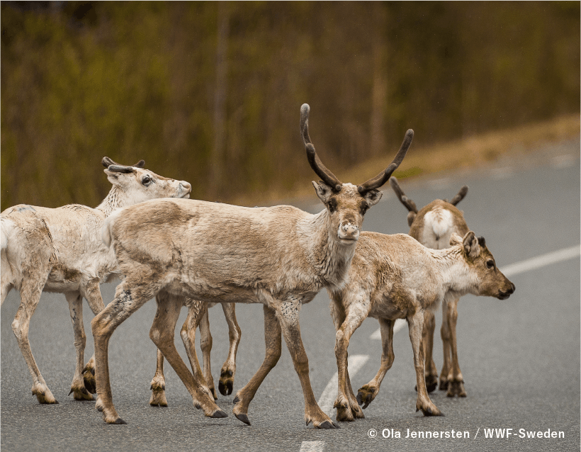 © Ola Jennersten / WWF-Sweden