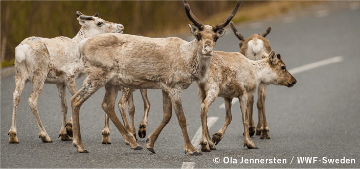 © Ola Jennersten / WWF-Sweden