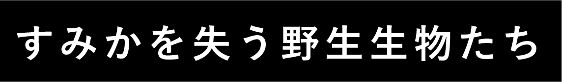 すみかを失う野生生物たち