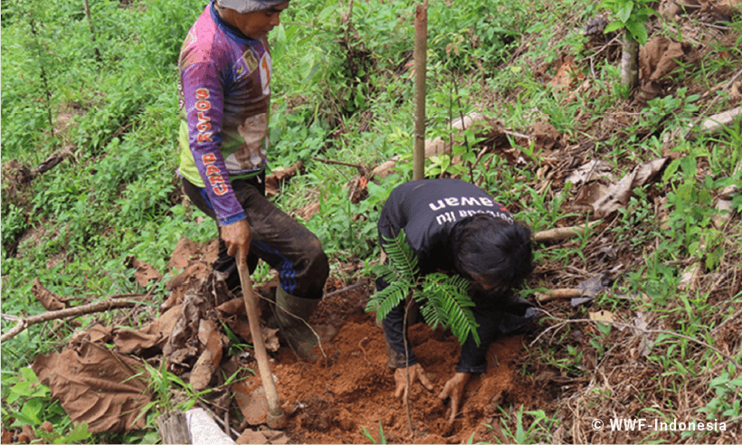 © WWF-Indonesia