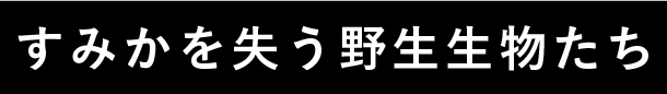 すみかを失う野生生物たち