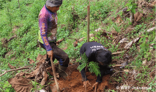 © WWF-Indonesia