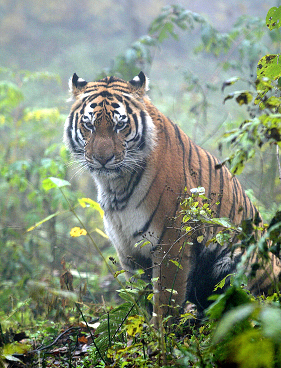 トラに森で出会ったら Wwfジャパン