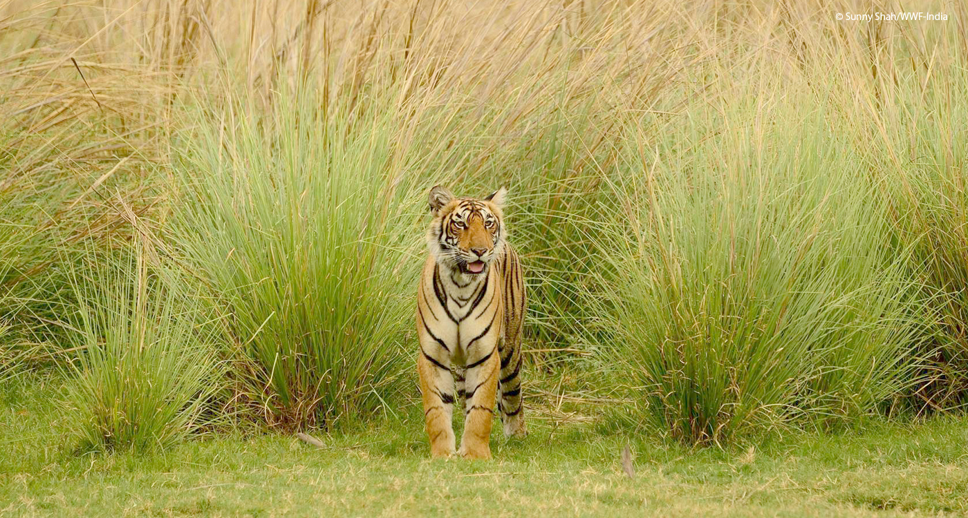 7月29日は 世界トラの日 World Tiger Day Wwfジャパン