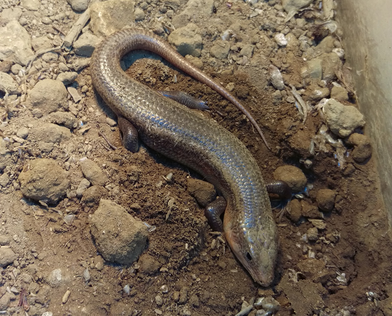 捕らわれの天然記念物キシノウエトカゲ ｜WWFジャパン