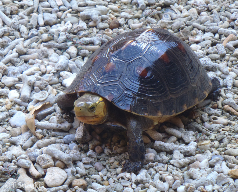 捕らわれの天然記念物キシノウエトカゲ ｜WWFジャパン