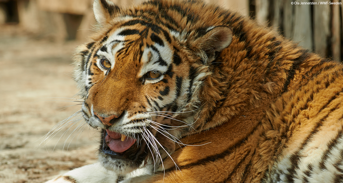 シベリアトラの野生復帰を断念 Wwfジャパン