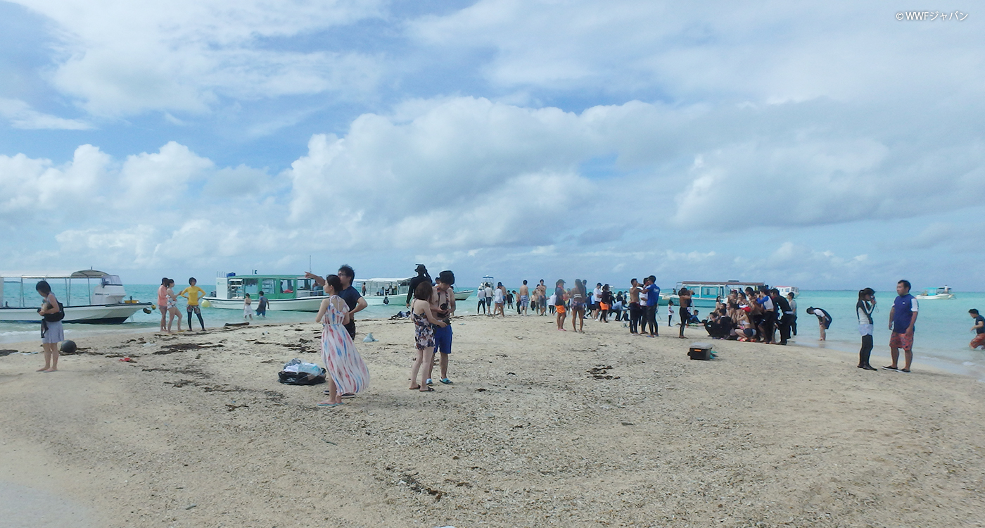 沖縄のサンゴ礁保全と持続可能な観光について考える Wwfジャパン