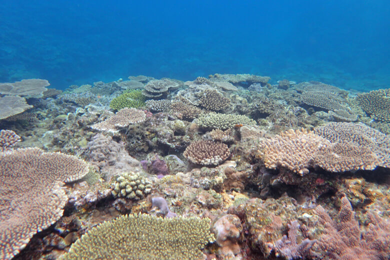 奄美大島瀬戸内町のサンゴ礁保全を要望 大型客船による観光開発 ｜WWF