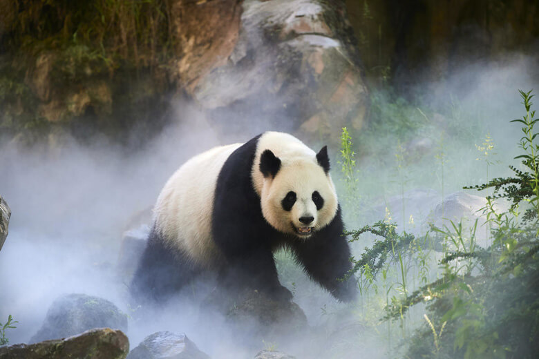 パンダの生態と 迫る危機について Wwfジャパン