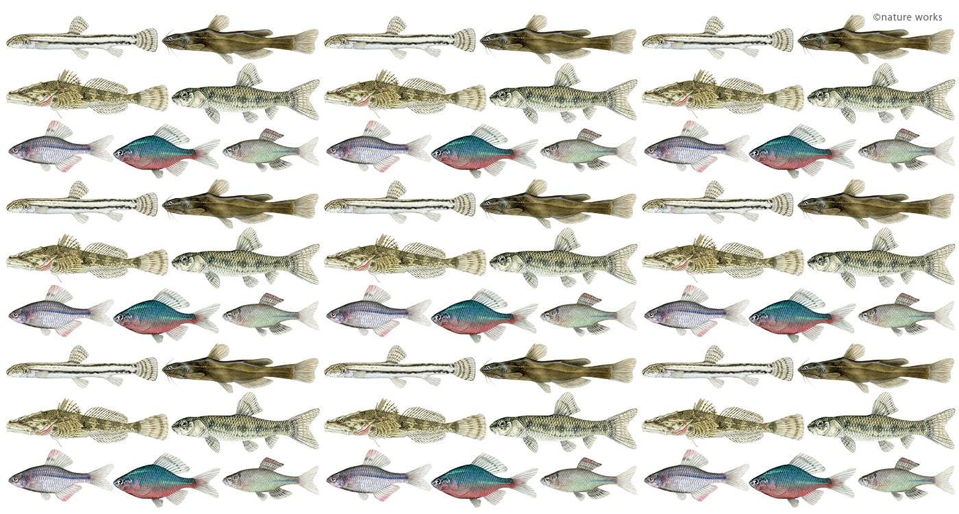 日本の淡水魚～絶滅危惧種図鑑～ ｜WWFジャパン