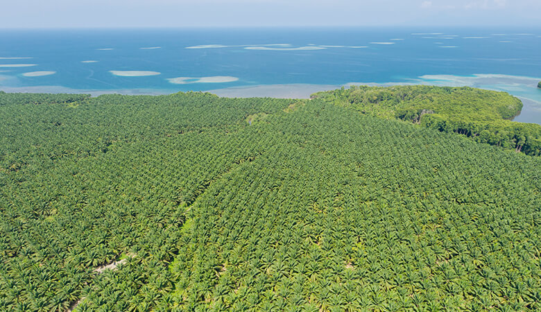 パーム油の問題とは？私たちの暮らしと熱帯林の破壊をつなぐもの ｜WWFジャパン