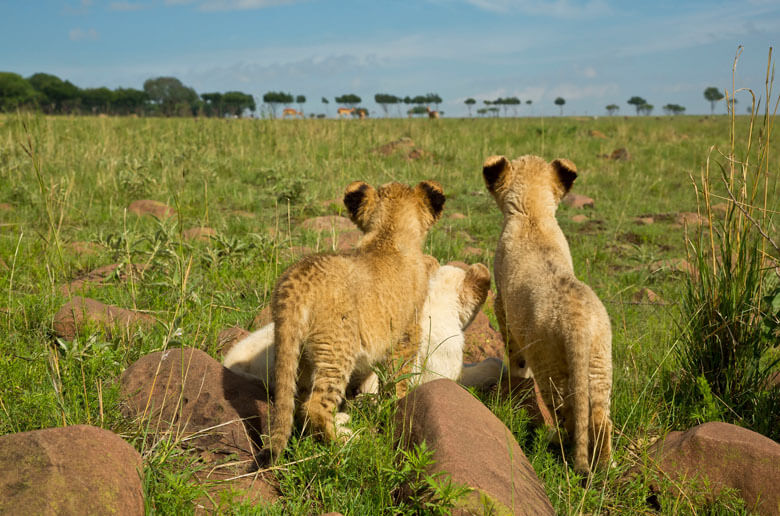 南アフリカとイングランドの野生動物と自然 Wwfジャパン