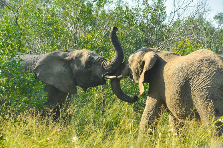 南アフリカとイングランドの野生動物と自然 Wwfジャパン