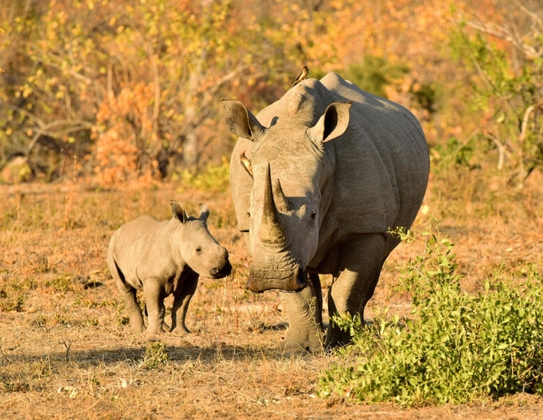 南アフリカとイングランドの野生動物と自然 Wwfジャパン