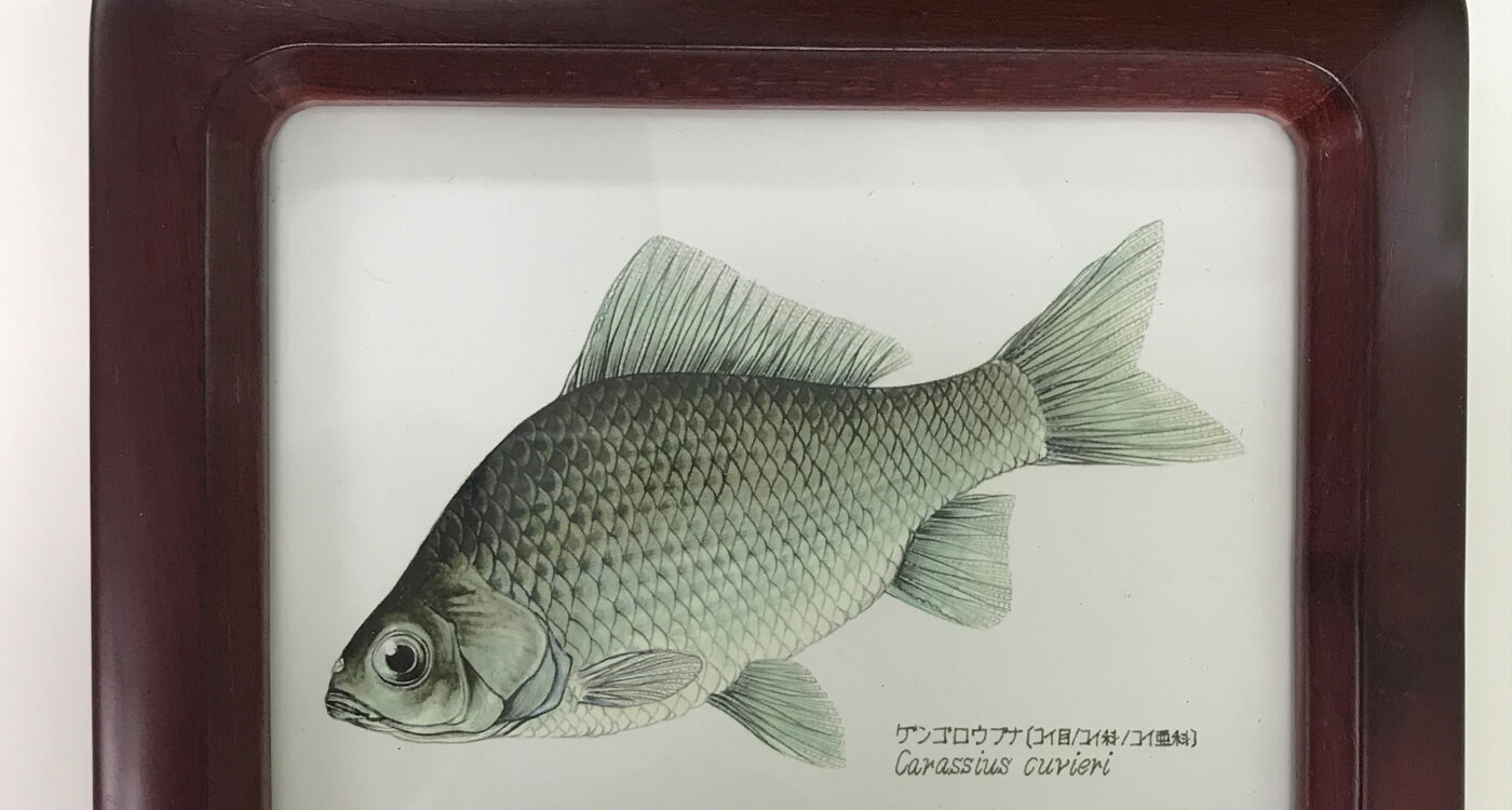 あなただけの淡水魚の細密画 ｜WWFジャパン