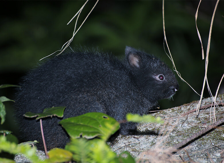 動物愛護法が改正 野生動物の保全に向けた展望と課題 Wwfジャパン