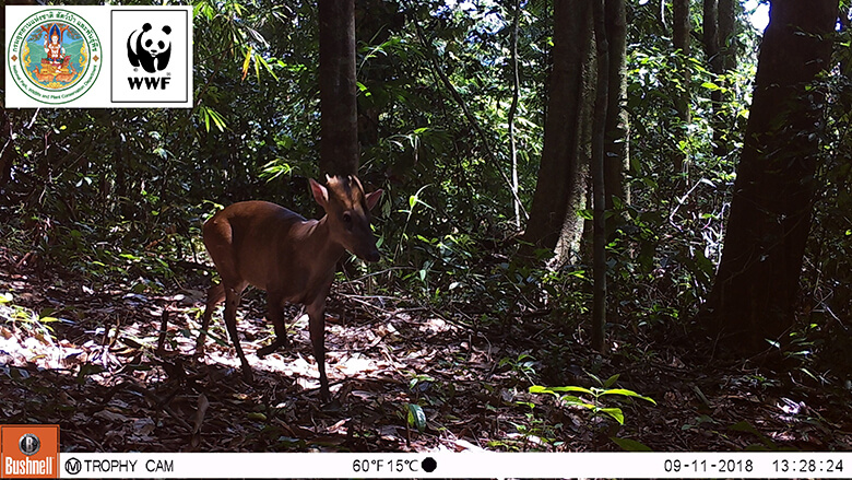 Fea’s muntjac. It is one of the valuable wildlife that inhabitants confirmed only at the border areas between Thailand and Myanmar.