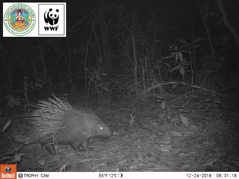 Due to lack of light, photos are taken in black and white at night. Malayan porcupine appeared on Christmas Eve in 2018.