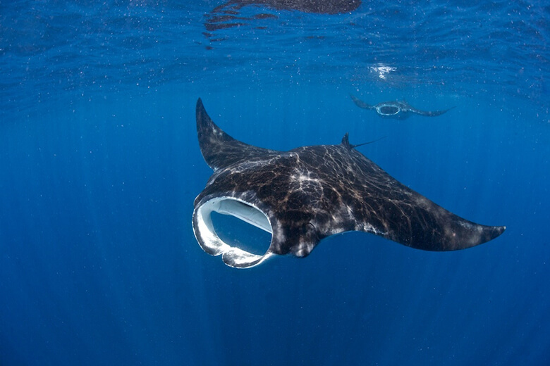 鬼」たちの飛ぶ空 ｜WWFジャパン