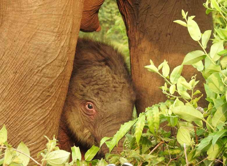 地上最大の野生動物 ゾウ Wwfジャパン