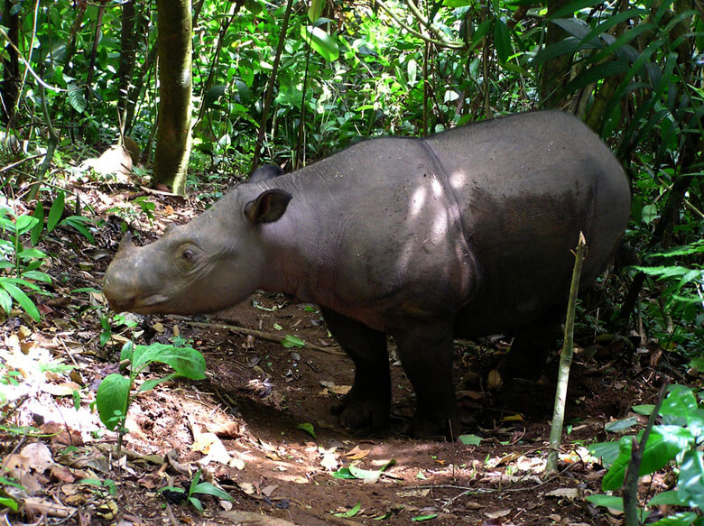 動物図鑑 今その動物はどんな危機にある 注目の活動特集 Wwfジャパン