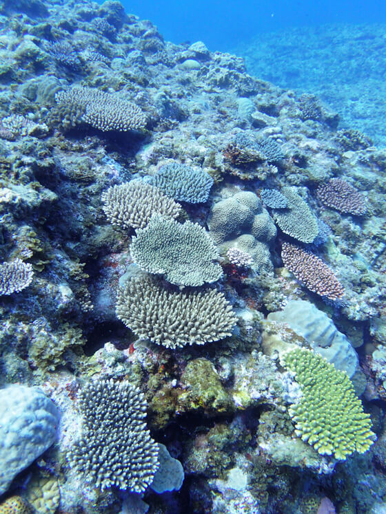 与論島のサンゴ礁を守ろう 教育冊子 ヨロン島とサンゴ礁 Wwfジャパン
