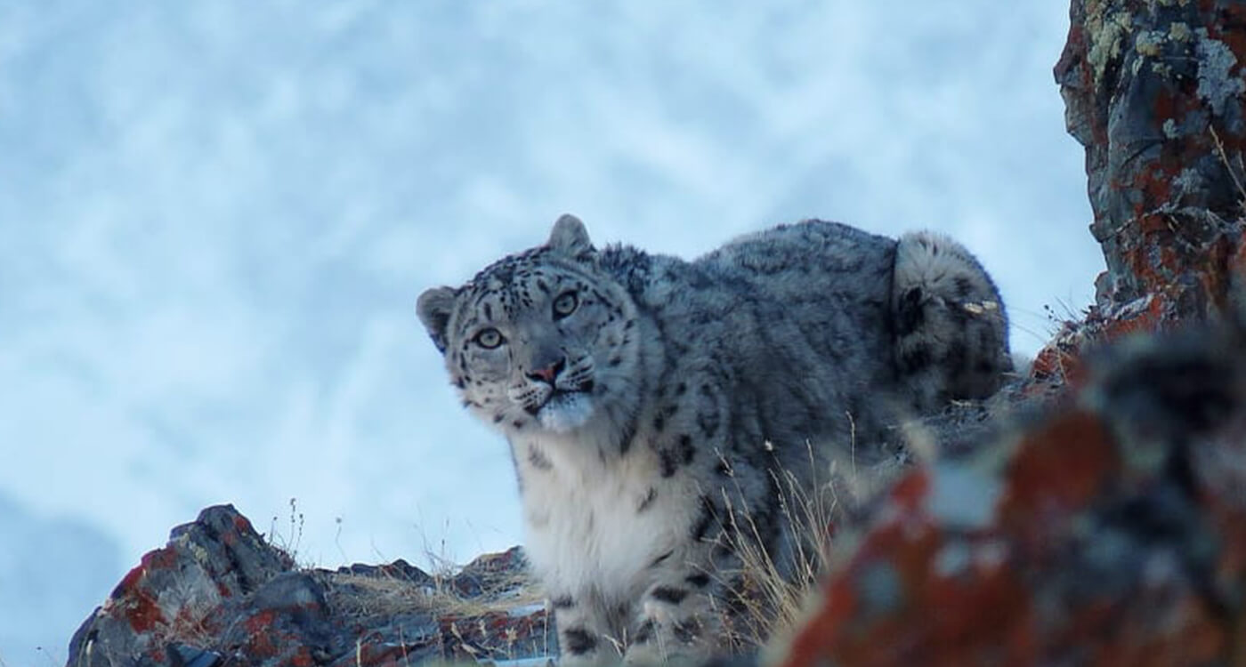 動画あり 温暖化に左右されたロシアのユキヒョウ調査 Wwfジャパン