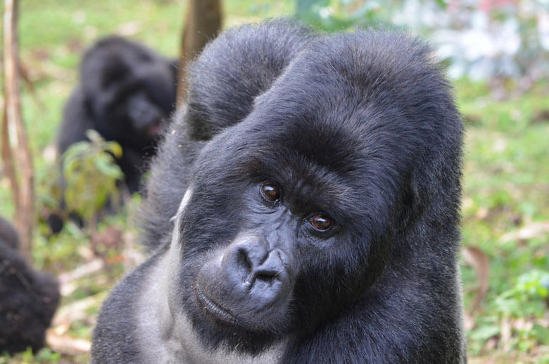 年7月 Iucnレッドリスト更新 マダガスカル島のキツネザル類に迫る危機 Wwfジャパン