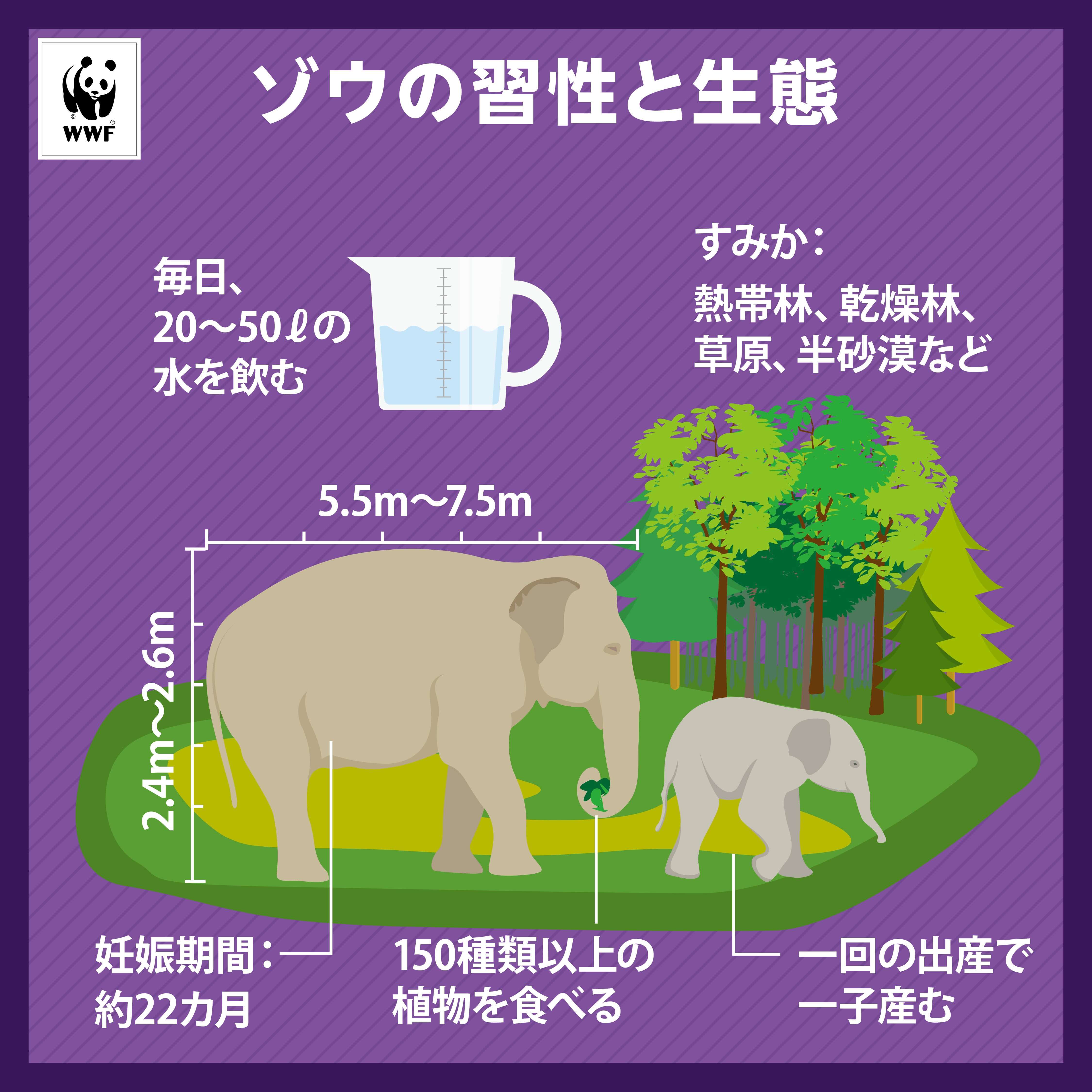 動画あり 世界ゾウの日に考えてみよう ゾウのためにできること Wwfジャパン