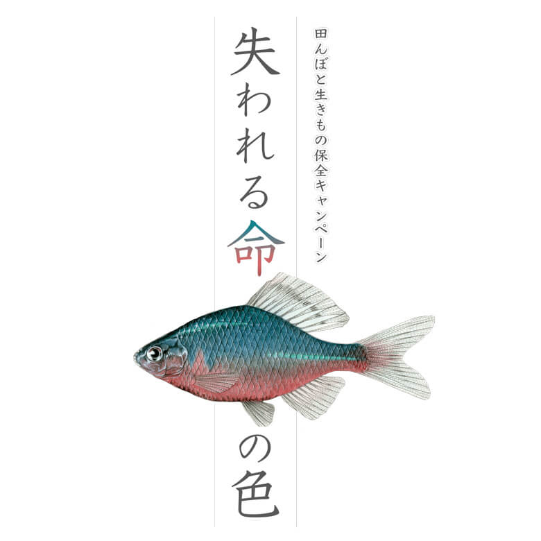 福岡県大木町役場による淡水魚保全の取り組み Wwfジャパン