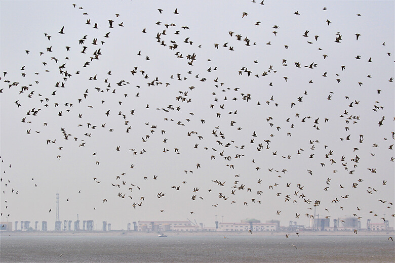 その数10万羽 渡り鳥の楽園が新たな湿地公園に Wwfジャパン