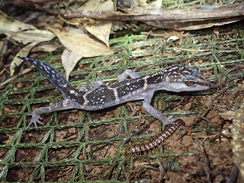 絶滅の危機に瀕している世界の野生生物のリスト「レッドリスト」について ｜WWFジャパン