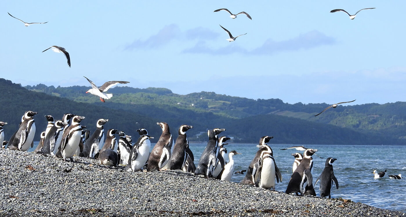 南米 サザンコーン海洋保全プログラム Wwfジャパン